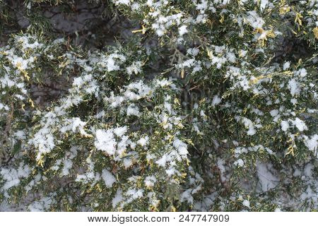 Yellow And Green Foliage Of Juniper In Winter