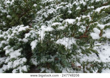 Foliage Of Of Juniperus Squamata Covered With Snow In Winter
