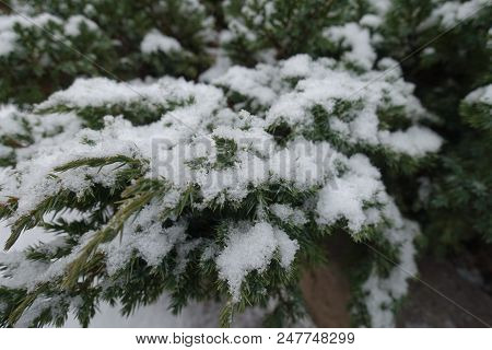 Leafage Of Juniperus Squamata Covered With Snow In Winter
