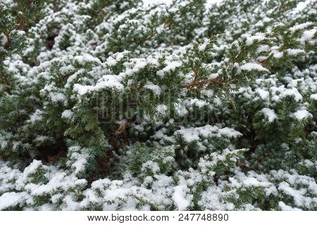 Snow On Branches Of Juniperus Squamata In Winter