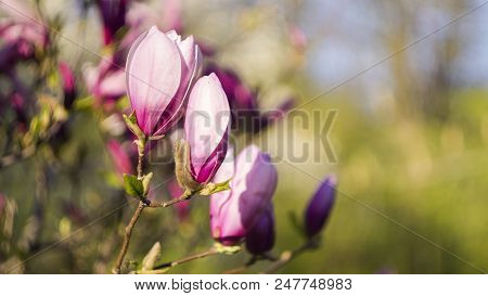 Decoration Of Few Magnolia Flowers.magnolia Blooms. Beautiful Violet Magnolia Flowers In The Spring 