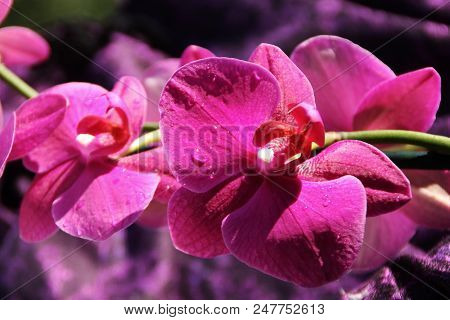 Close Up On The Pink/purple Flowers Of Orchids