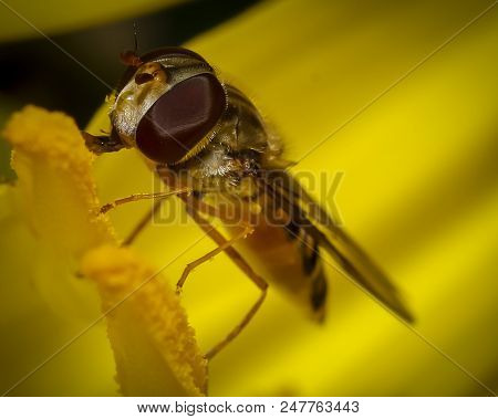 Macro Close Up Shot Of Common Fruit Fly