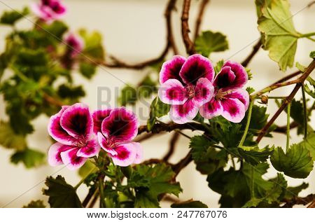 Bright Pelargonium Decorate The Yard In Summer Day
