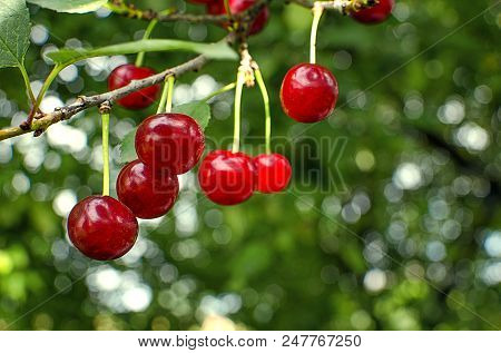 Red Ripe Cherry On A Background