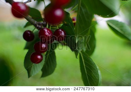Red Ripe Cherry On A Background