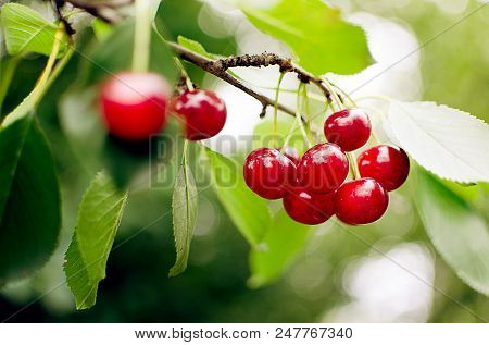 Red Ripe Cherry On A Background Of Trees And The Sun