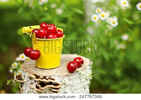 Red Ripe Cherry On A Background Of Trees And The Sun