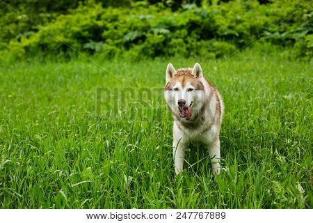 Portrait Of Smiley Beige Dog Breed Siberian Husky With Tonque Hanging Out Standing In The Bright Gre