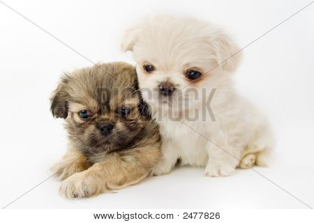 İki Pekinli