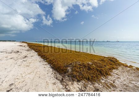 Punta Cana, Dominican Republic - June 17, 2018: : sargassum seaweeds on ocean beach in Bavaro, Punta Cana. Due to global warming, the altered ocean current bring sargasso to Dominican Republic coast.