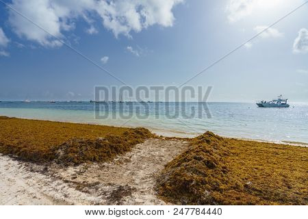 Punta Cana, Dominican Republic - June 17, 2018: : sargassum seaweeds on ocean beach in Bavaro, Punta Cana. Due to global warming, the altered ocean current bring sargasso to Dominican Republic coast.