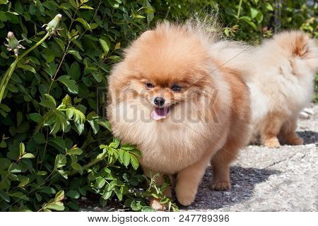 Pomeranian Puppy Close Up. Deutscher Spitz Or Zwergspitz. Pet Animals.
