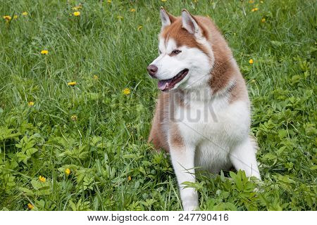 Siberian Husky Is Sitting On A Green Meadow. Pet Animals.
