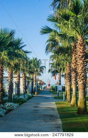 Palm Park On The Sea. Summer Sunny Day