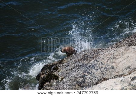Sea Lion Climbing Up A Rock In Oregon