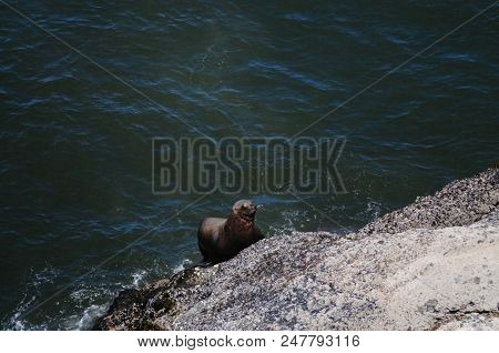 Sea Lion Climbing Up A Rock In Oregon