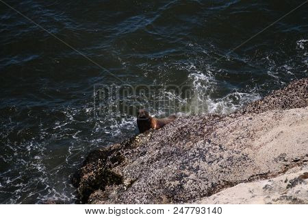 Sea Lion Climbing Up A Rock In Oregon