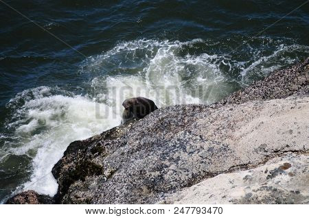 Sea Lion Climbing Up A Rock In Oregon