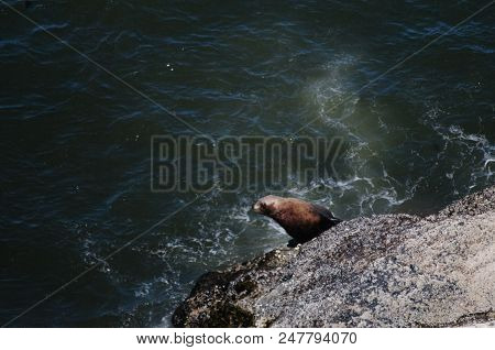 Sea Lion Climbing Up A Rock In Oregon