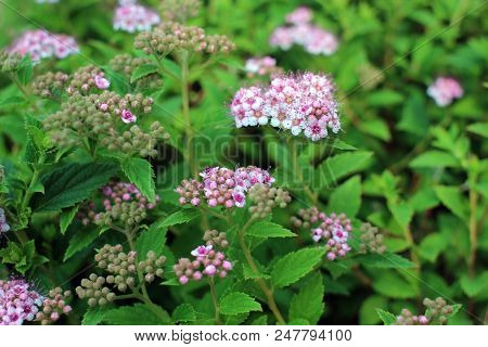 Spirea In  Summer Garden. Blooming Spirea Bush With Pink Flowers And Buds