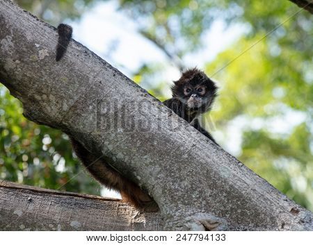 Baby Spider Monkey Has Spotted Your Camera