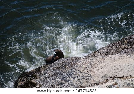 Sea Lion Climbing Up A Rock In Oregon
