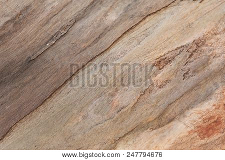 Wooden Texture. Platan Tree