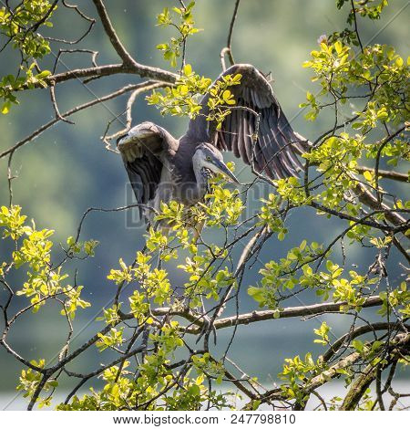 Grey Herons, Nesting