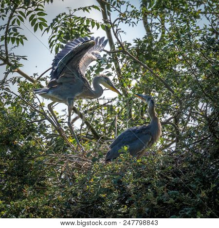 Grey Herons, Nesting