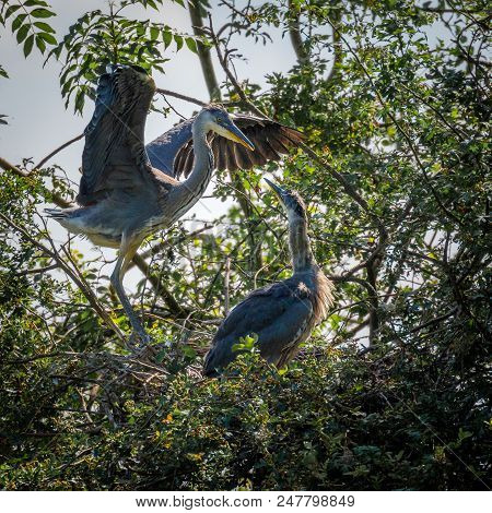 Grey Herons, Nesting