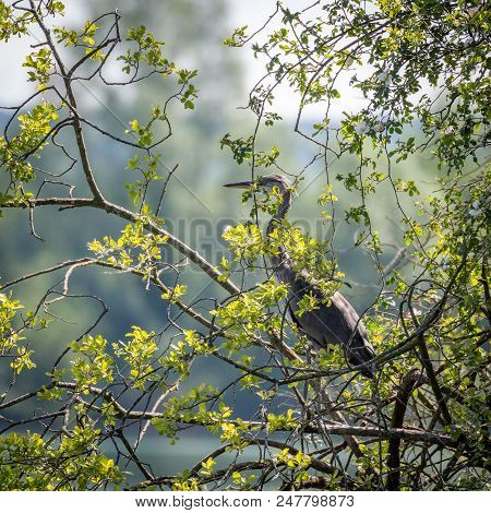 Grey Herons, Nesting