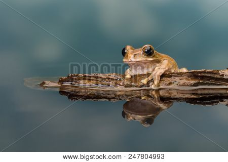 The Mission golden-eyed tree frog or Amazon milk frog (Trachycephalus resinifictrix) is a large tree frog of the Amazon Rainforest 