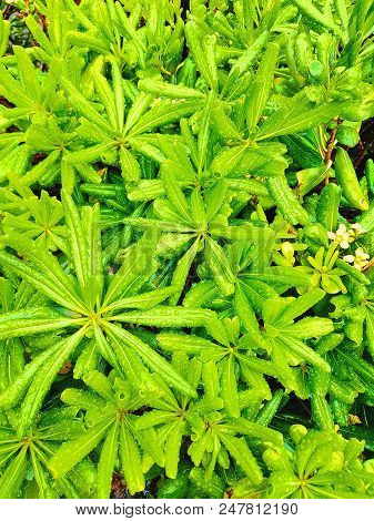 Juicy Green Tropical Leaf Background, Top View