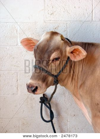 Brown Cow