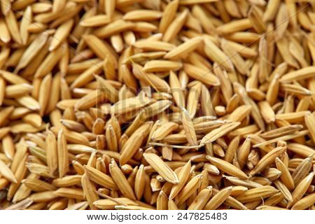 Rice Grain In Farm, Yellow Jasmin Ripe Rice