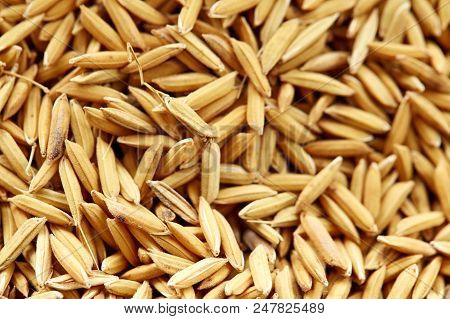 Rice Grain In Farm, Yellow Jasmin Ripe Rice
