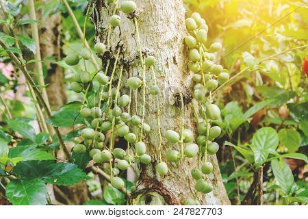 Rambeh On Branch In Field At Countryside