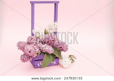 Lilac Flowers Bunch In A Violet Wooden Basket Over Pink Background. Beautiful Violet Lilac Flower St