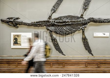 London, United Kingdom - May 13: Skeleton Of Ichthyosaur And Visitors In Natural History Museum On M