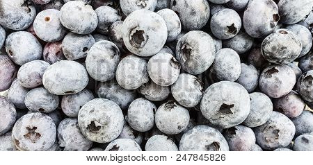 Blueberry With Dew Drops And Pollen, Close-up