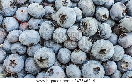 Blueberry With Dew Drops And Pollen, Close-up