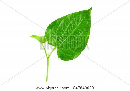 Organic Wildbetal Leafbush Isolated On White Background.concept Is Thai Herbal For Helps Neutralize 