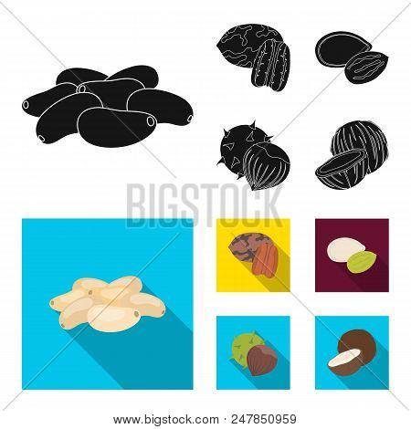 Pecan, Pine Nut, Pumpkin Seeds, Chestnut.different Kinds Of Nuts Set Collection Icons In Black, Flat