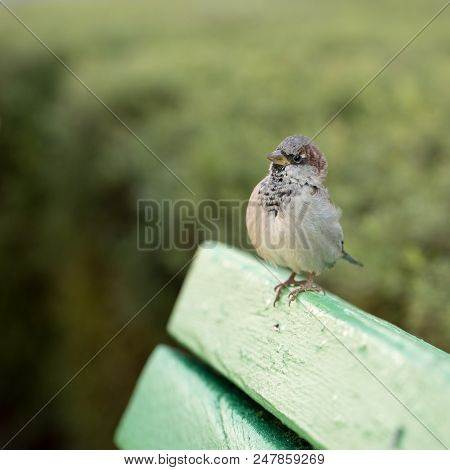 City Bird Sparrow, Active And Fast, Merry Bird