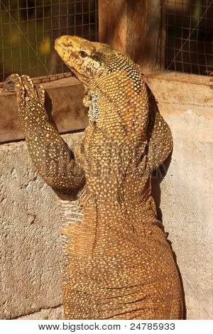 Varanus Salvator