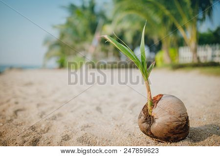 Summer Background Of Panorama Beach Sea With Coconut Green On Sand, Nature Vocation