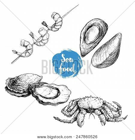 Seafood Sketches Set. Cooked Grilled Shrimps On Bamboo Stick, Opened Mussels, Oyster And King Crab. 