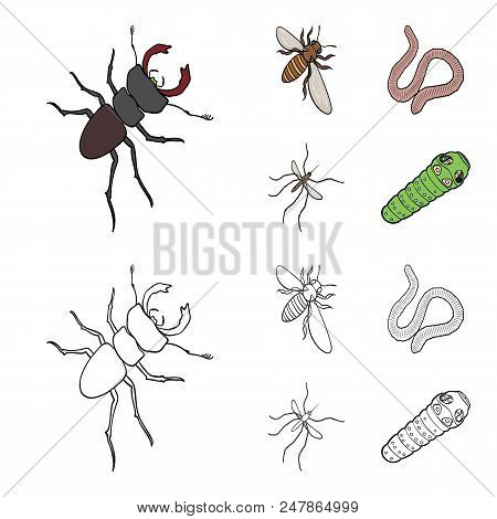 Arthropods Insect Mosquito, Bee.earth Worm, Caterpillar, Vermicular Set Collection Icons In Cartoon,