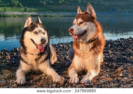Portrait Smiling Siberian Huskies Dogs. Two Cute Happy Husky Dogs Looking At Each Other. Evening Por